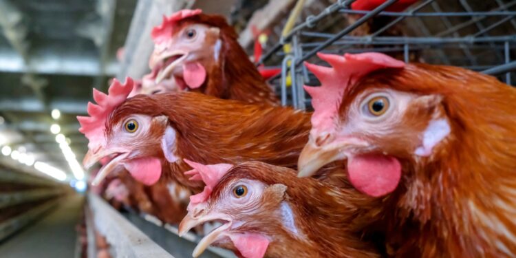 INTERWENCJA. Mieszkańcy przeciwni budowie fermy kur