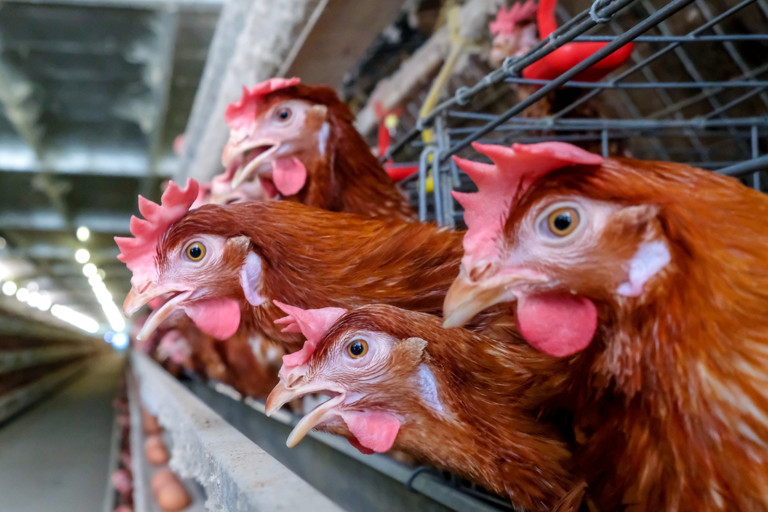 INTERWENCJA. Mieszkańcy przeciwni budowie fermy kur