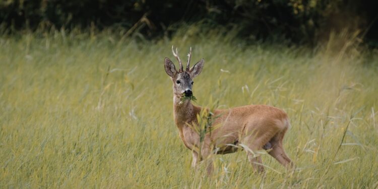 Kłusownictwo wciąż realnym zagrożeniem - Radio Kielce Źródło: Canva