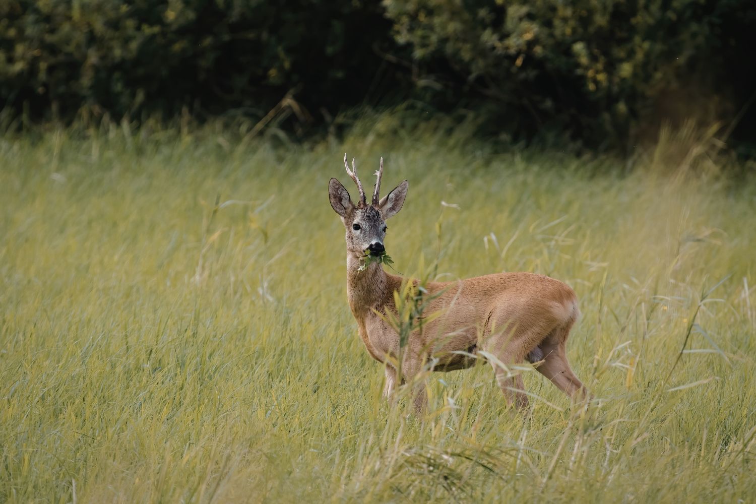 Kłusownictwo wciąż realnym zagrożeniem