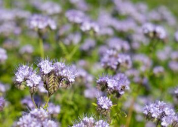 Facelia / Źródło: Canva