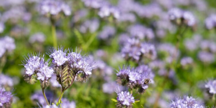 Facelia / Źródło: Canva