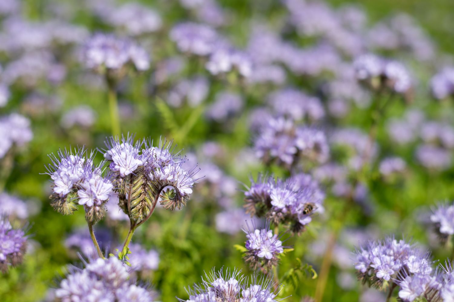 Facelia błękitna zregeneruje glebę
