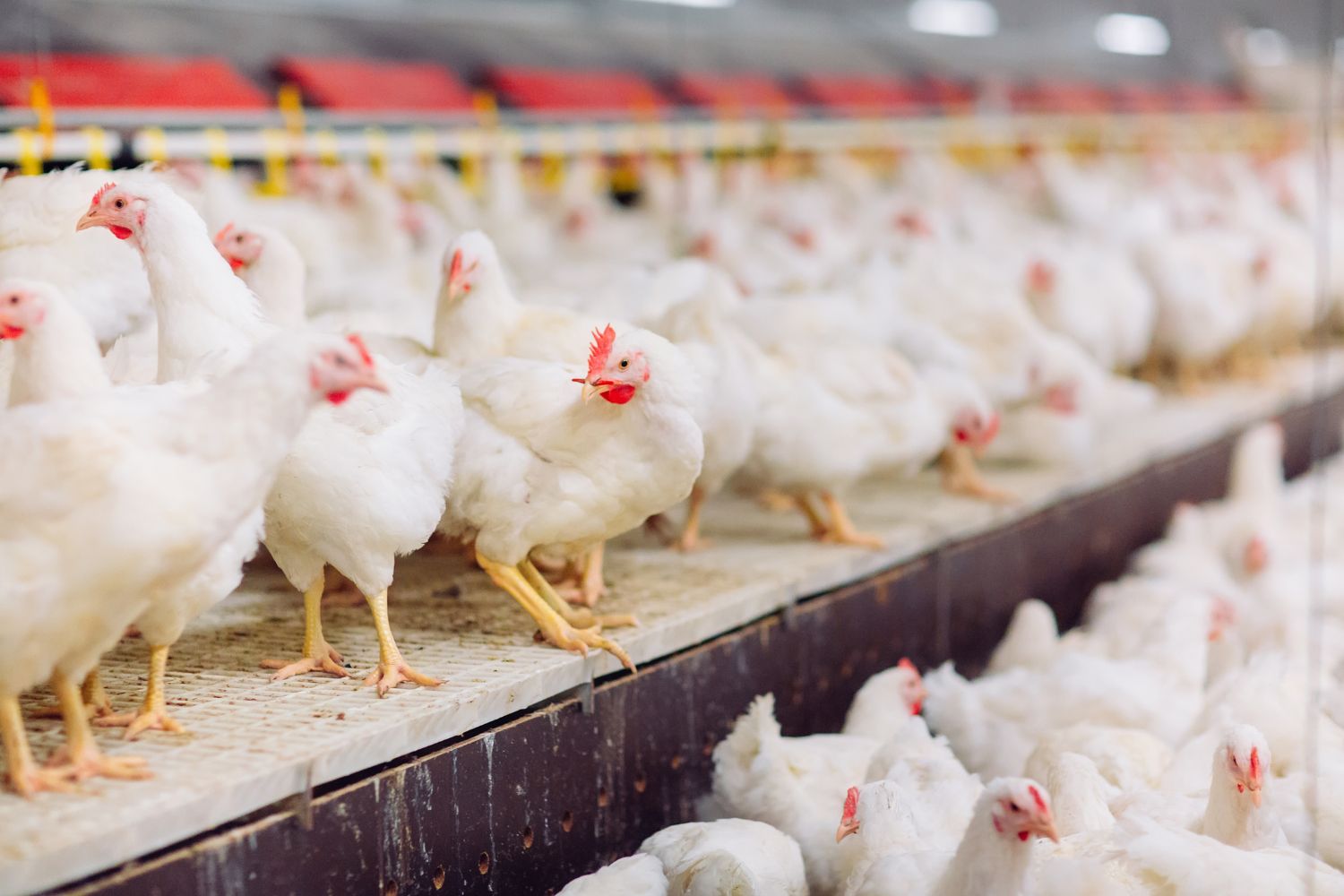 „Nie” dla kurników na granicy woj. świętokrzyskiego i łódzkiego