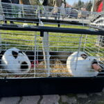 Unikalna Zagroda Zajączka Wielkanocnego - Radio Kielce