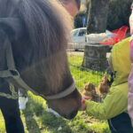 Unikalna Zagroda Zajączka Wielkanocnego - Radio Kielce