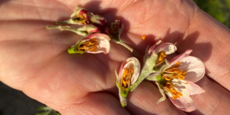 Gmina Obrazów. Straty w sadach. / Fot. Grażyna Szlęzak-Wójcik - Radio Kielce