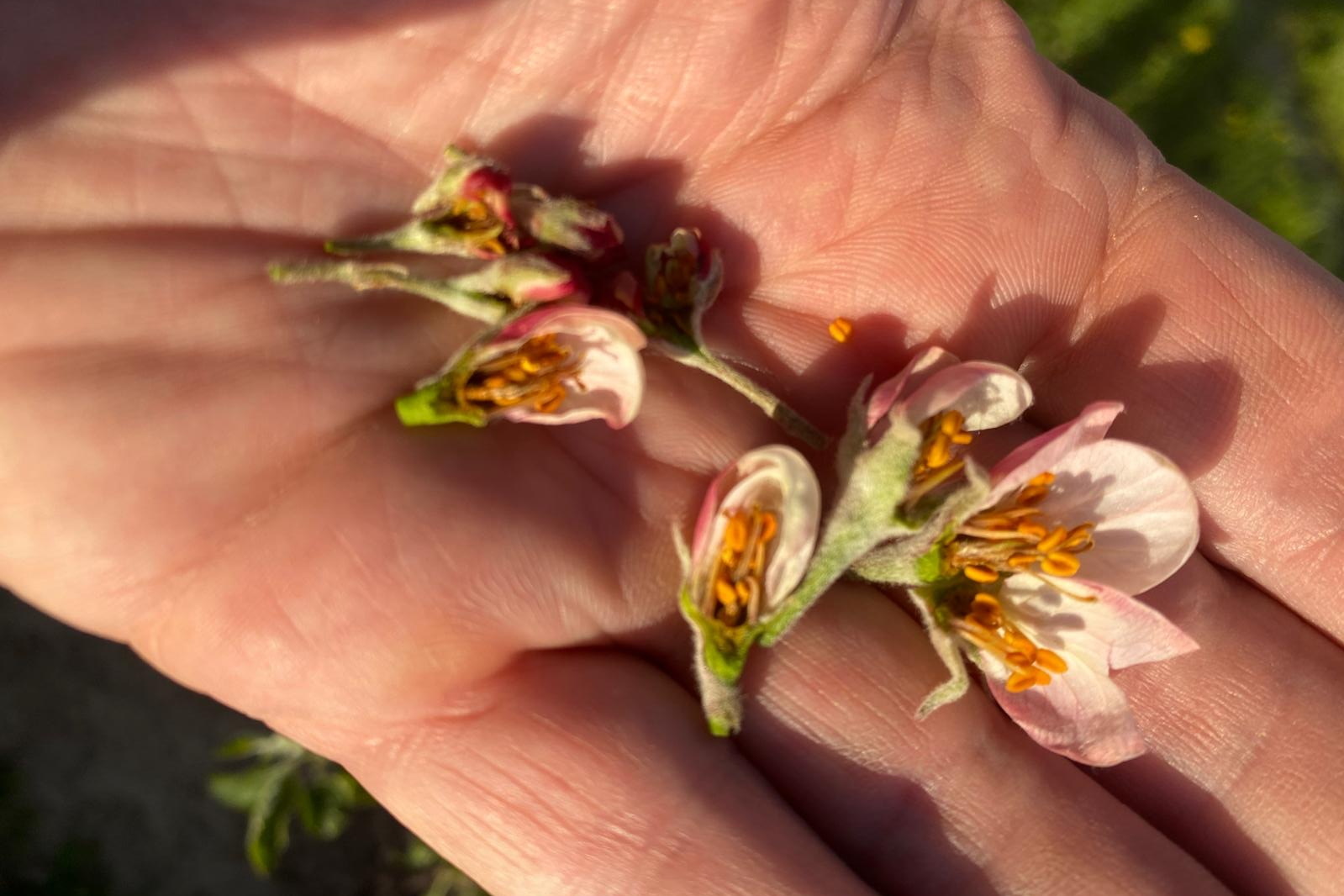 Sadownicy alarmują: plony będą znikome