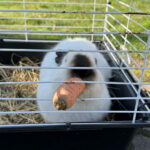 Unikalna Zagroda Zajączka Wielkanocnego - Radio Kielce