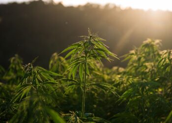 Konopie siewne wracają na pola