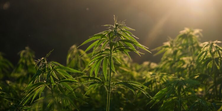 Konopie siewne wracają na pola