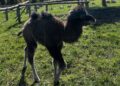 22.04.2026. Lisów. Zoo. Młoda samica wielbłąda / Fot. Daniel Czwartosz - Radio Kielce