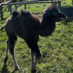 22.04.2026. Lisów. Zoo. Młoda samica wielbłąda / Fot. Daniel Czwartosz - Radio Kielce