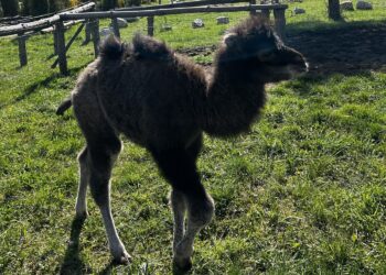 22.04.2026. Lisów. Zoo. Młoda samica wielbłąda / Fot. Daniel Czwartosz - Radio Kielce