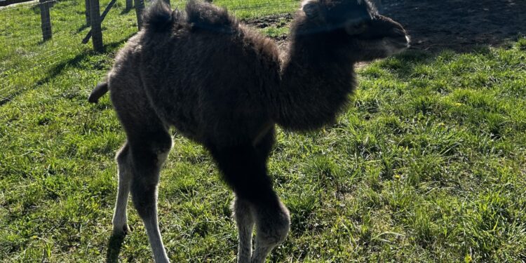 22.04.2026. Lisów. Zoo. Młoda samica wielbłąda / Fot. Daniel Czwartosz - Radio Kielce