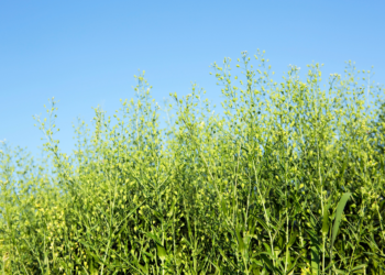 Lnianka siewna / Źródło: Canva