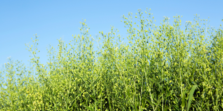 Lnianka siewna / Źródło: Canva