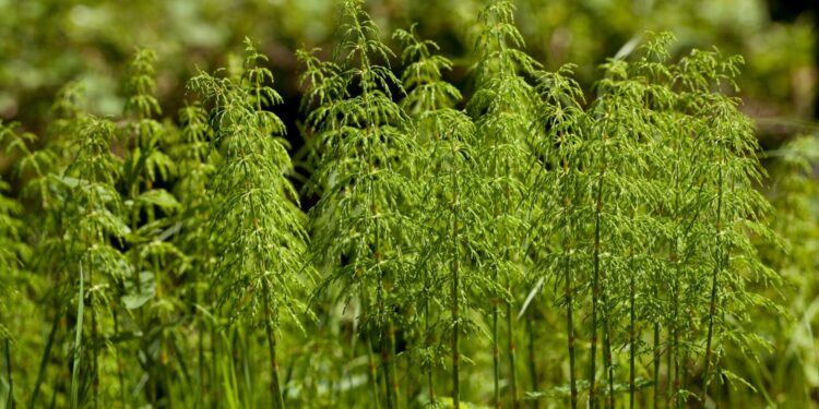 Roślina starsza od dinozaurów rośnie obok nas