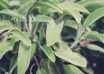 Czas na zioła na odchudzanie