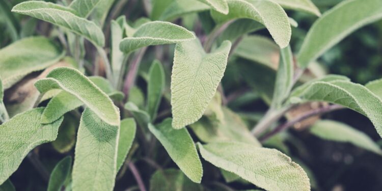 Czas na zioła na odchudzanie