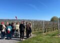 02.05.2026. Sandomierz. Dzień Otwartych Winnic / Fot. Grażyna Szlęzak-Wójcik - Radio Kielce