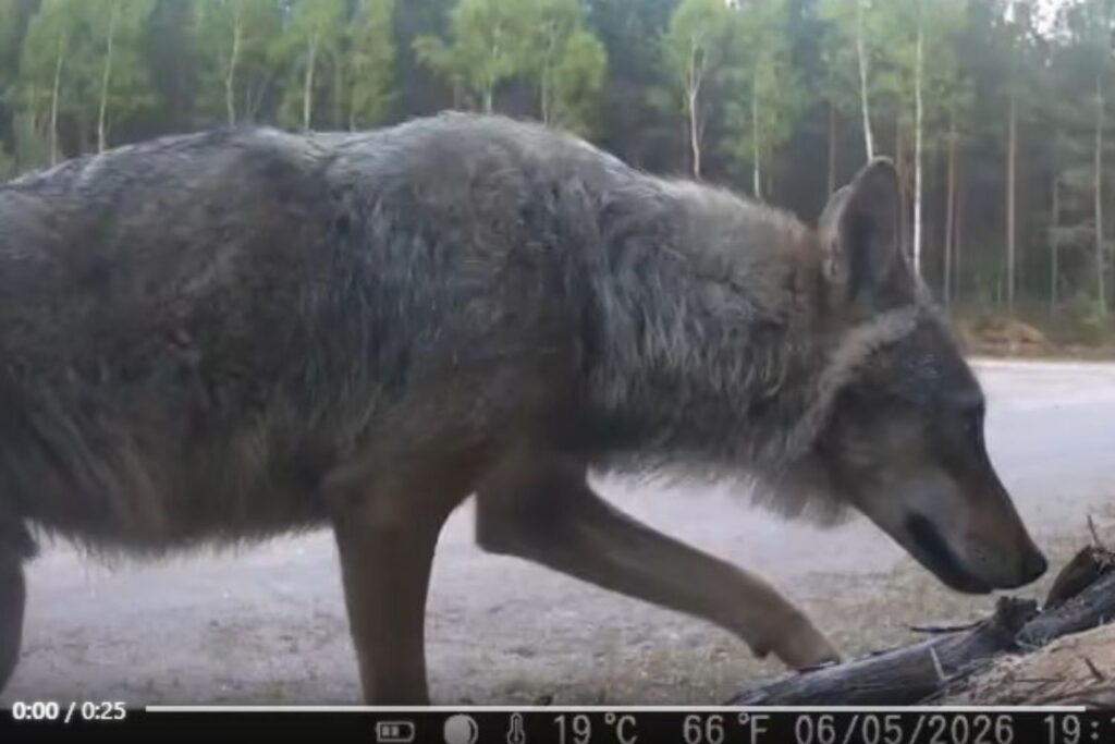 Samotnik na patrolu w obiektywie ukrytej kamery