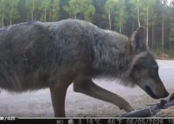 Samotnik na patrolu w obiektywie ukrytej kamery