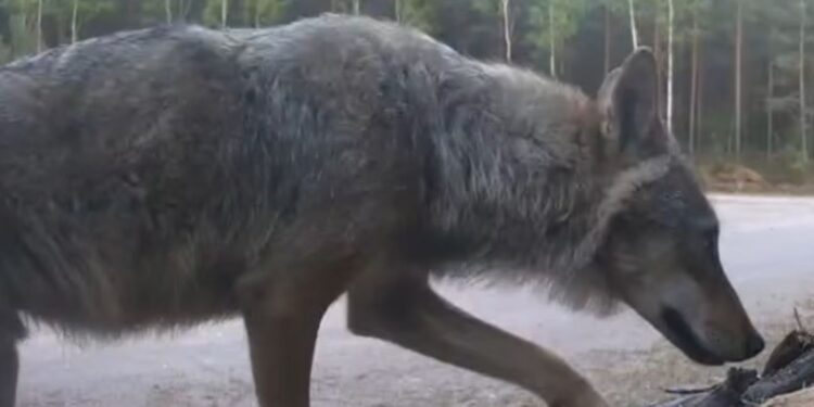 Samotnik na patrolu w obiektywie ukrytej kamery