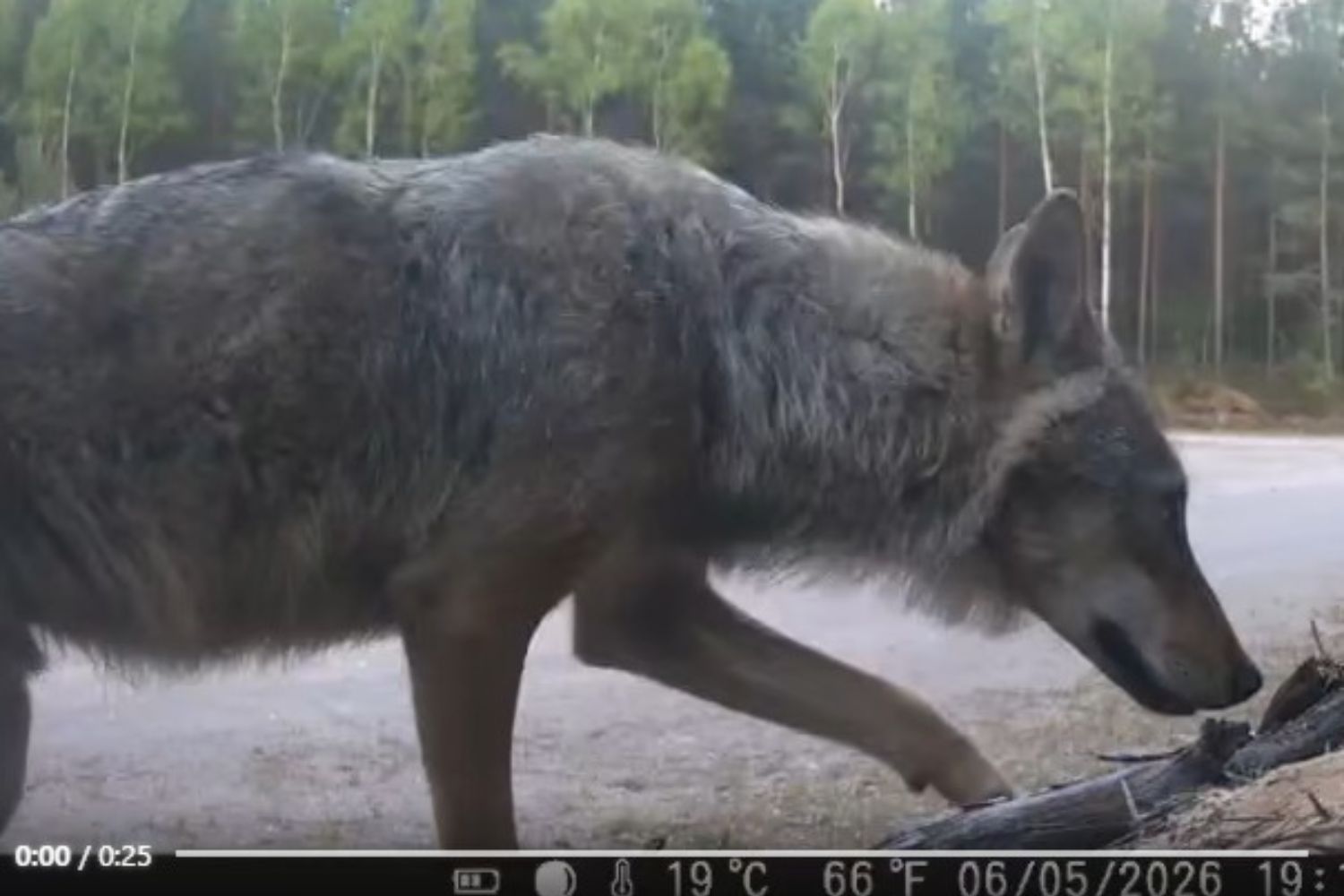Samotnik na patrolu w obiektywie ukrytej kamery
