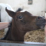 Intensywny sezon wyźrebień w Michałowie