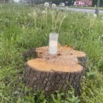 09.05.2026. Kielce. Znicze na pniach drzew ściętych w ramach budowy drogi S74 przy ul. Jesionowej / Fot. Jarosław Kubalski - Radio Kielce