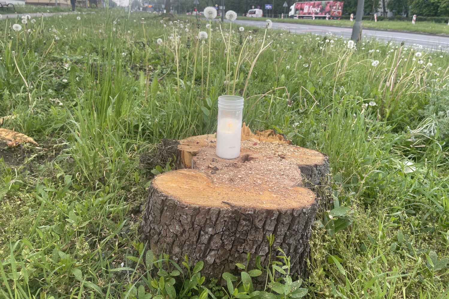 Mieszkańcy Kielc w żałobie po wycince drzew przy ulicy Jesionowej