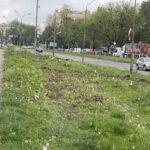 09.05.2026. Kielce. Znicze na pniach drzew ściętych w ramach budowy drogi S74 przy ul. Jesionowej / Fot. Jarosław Kubalski - Radio Kielce