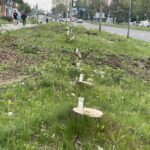 09.05.2026. Kielce. Znicze na pniach drzew ściętych w ramach budowy drogi S74 przy ul. Jesionowej / Fot. Jarosław Kubalski - Radio Kielce