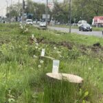 Mieszkańcy Kielc w żałobie po wycince drzew na ulicy Jesionowej