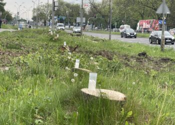 Mieszkańcy Kielc w żałobie po wycince drzew na ulicy Jesionowej
