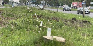 Mieszkańcy Kielc w żałobie po wycince drzew na ulicy Jesionowej