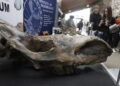 Kiedy Góry Świętokrzyskie były na równiku? Odpowiedź na Geofestiwalu