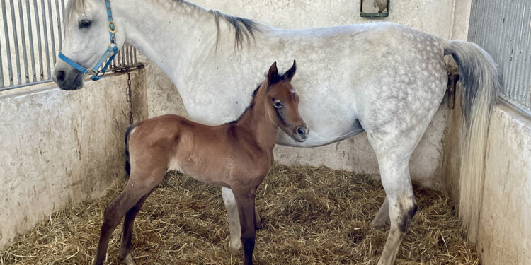 Stadnina w Michałowie notuje straty - Radio Kielce Stadnina w Michałowie notuje straty