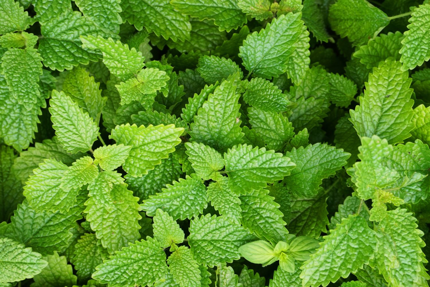 Znacie cytrynowe ziele?