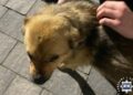 Zarzuty przemocy wobec rodziny i znęcania się nad zwierzęciem dla 55-latka