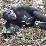 Muzyczne podróże przez świat. Uganda i Rwanda. Planeta małp - Radio Kielce