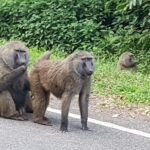 Muzyczne podróże przez świat. Uganda i Rwanda. Planeta małp - Radio Kielce