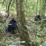 Muzyczne podróże przez świat. Uganda i Rwanda. Planeta małp - Radio Kielce