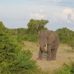 Muzyczne podróże przez świat. Uganda i Rwanda. Planeta małp - Radio Kielce