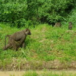 Muzyczne podróże przez świat. Uganda i Rwanda. Planeta małp - Radio Kielce