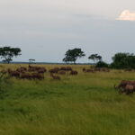 Muzyczne podróże przez świat. Uganda i Rwanda. Planeta małp - Radio Kielce