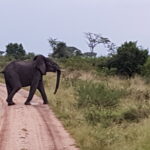 Muzyczne podróże przez świat. Uganda i Rwanda. Planeta małp - Radio Kielce