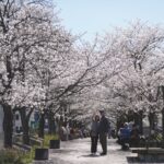 Muzyczne podróże przez świat. Shikoku Henro. Szlakiem 88 świętych miejsc w Japonii