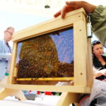 Około 30 kilogramów miodu wielokwiatowego pozyskano w środę (24 czerwca) podczas pierwszego miodobrania w pasiece Kieleckiego Parku Technologicznego. 